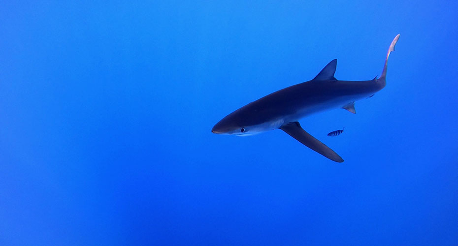 Shark in blue sea of Azores
