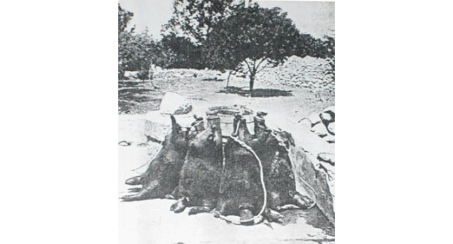 Arabian qirbas (water skins) c. 1890-1910 https://dqhall59.com/waterskins.htm