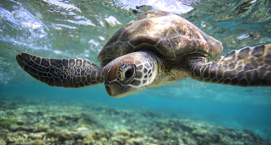 A Green Sea Turtle in a lagoon.