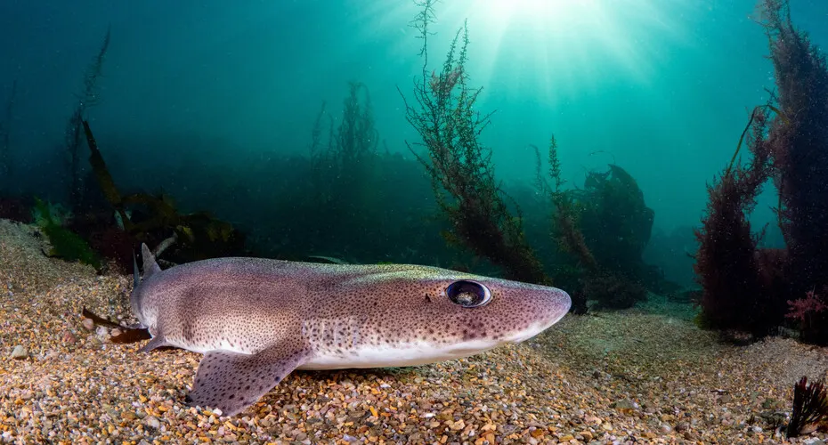 Small-spotted catshark on the sea bed