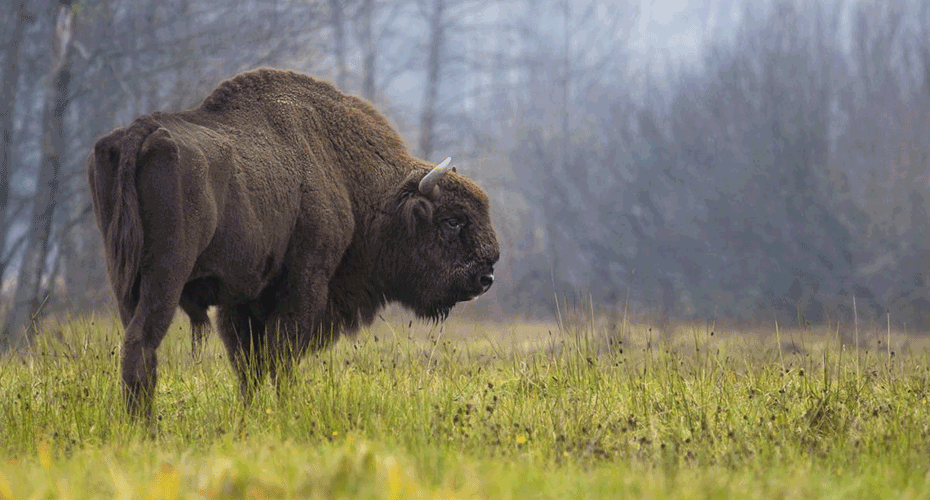 Image of Bison in field