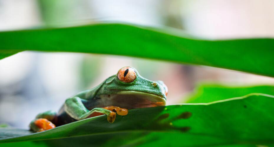 a frog on a leaf