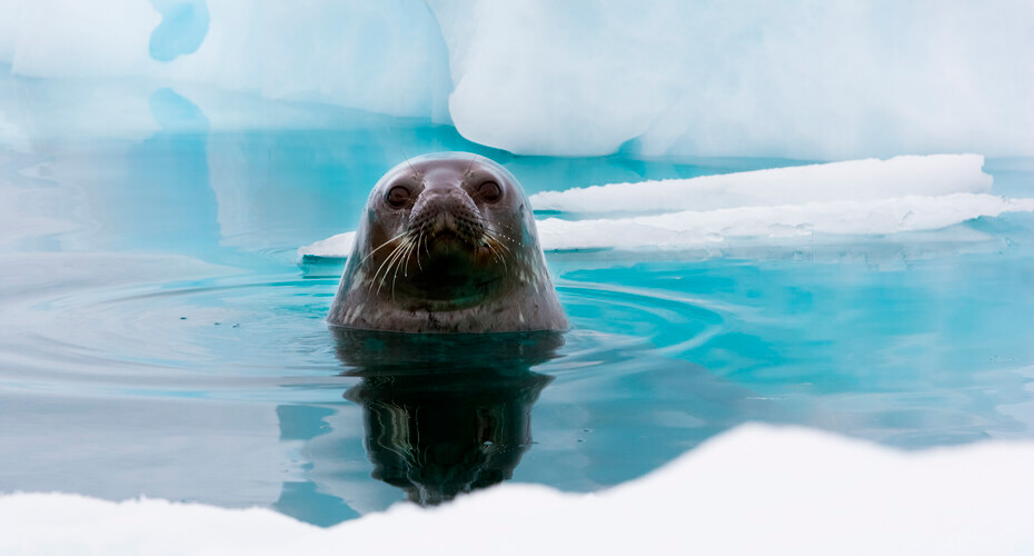 a seal in water