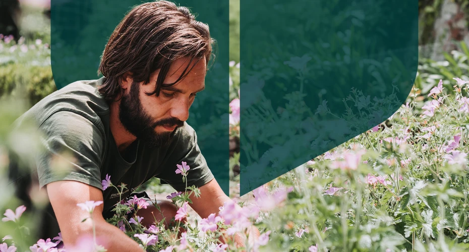 a student working in a garden with pink flowers