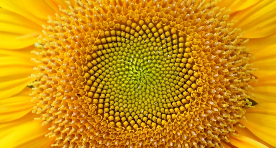 Close-up of a vibrant sunflower with a bright yellow center, showcasing its intricate petals and natural beauty.