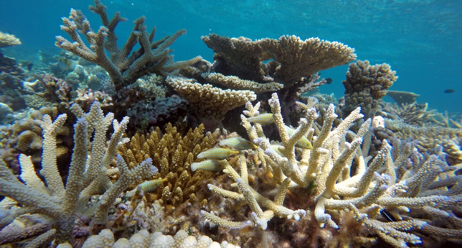 Coral reef exeter marine