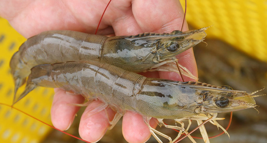 Framed prawn in a hand