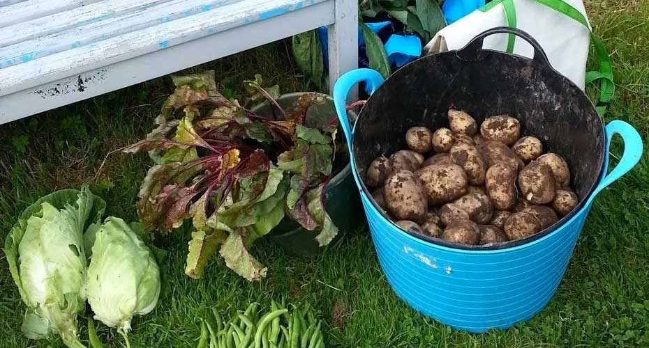 Community garden potatoes