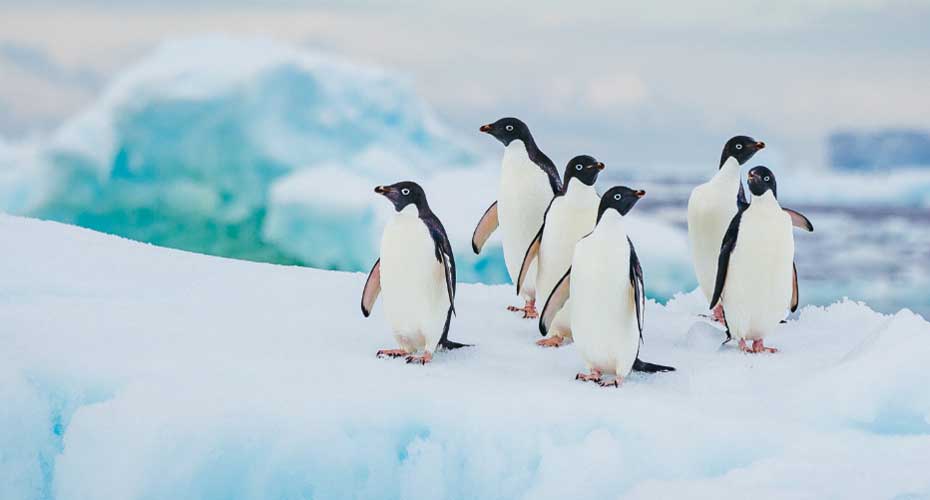 Group of penguins walking on ice