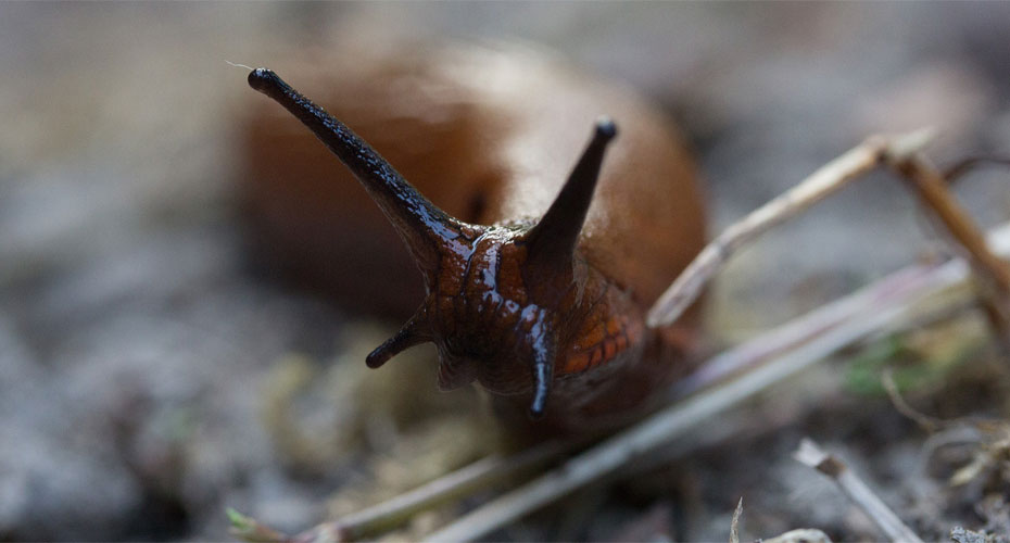 A slug slowly crawls on the ground, leaving a trail of slime behind.