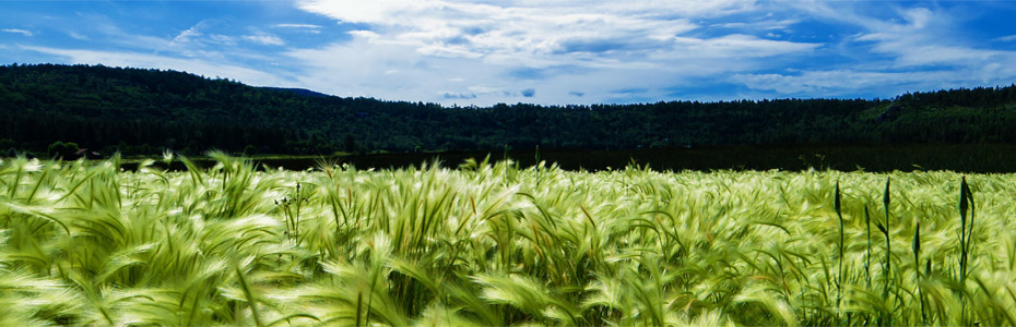 A scenic view of green grass stretching across a field, with majestic mountains in the distant background.