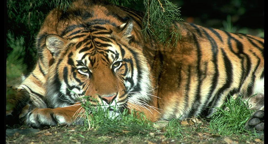 Majestic tiger with orange fur and black stripes, standing in a lush green jungle.
