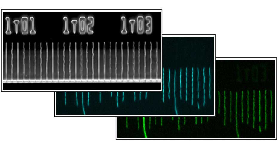 Genotypic and phenotypic efflux pump variability in bacteria