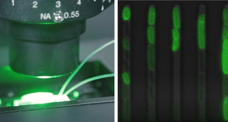 Microfluidic Facilities microscope and slide