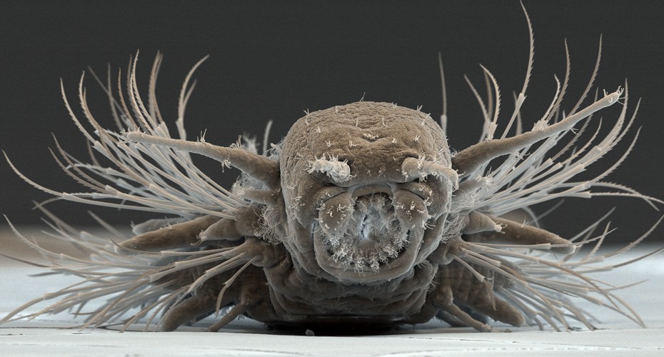 Hairy magnified image