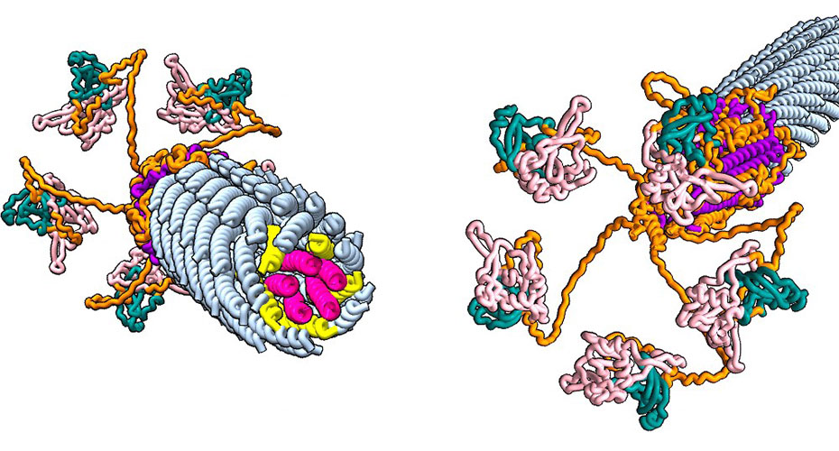 Graphic of phage and virus
