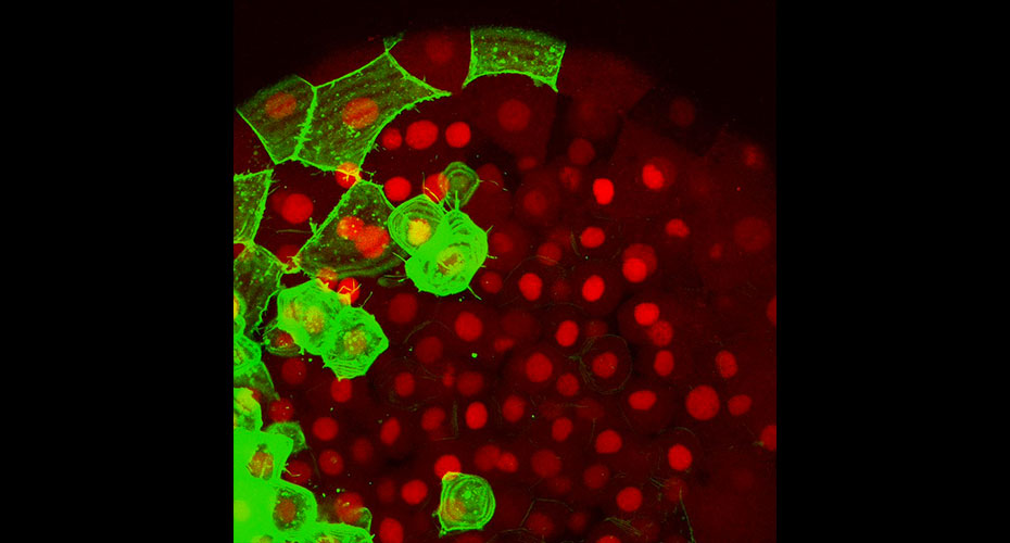 Stem cells and development image
