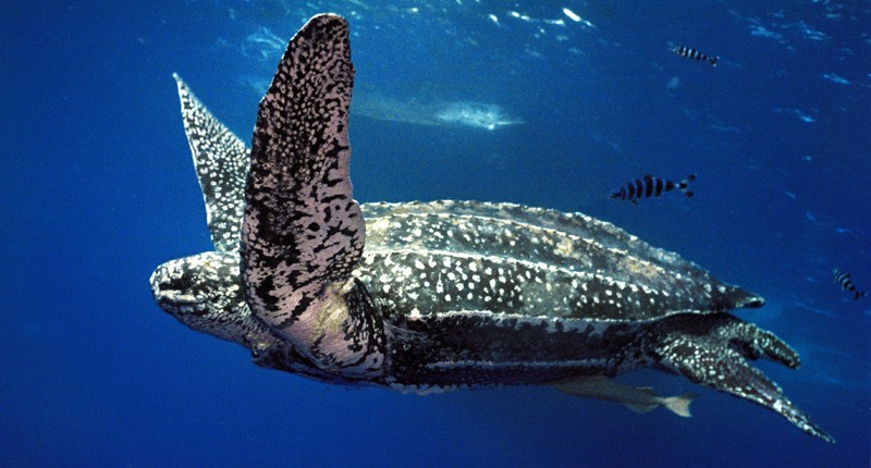 Adult leatherback turtle swimming. credit Banco de Imagens, Fundacao Projeto TAMAR