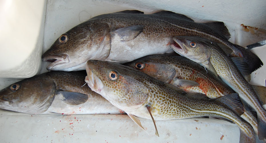 Group of cod