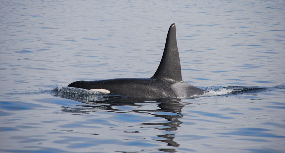 Orca whale fin