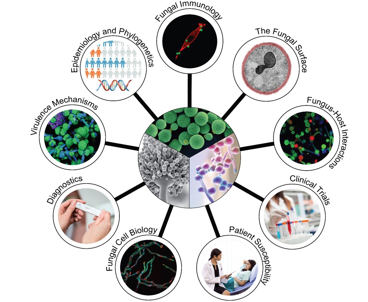 MRC CMM research wheel