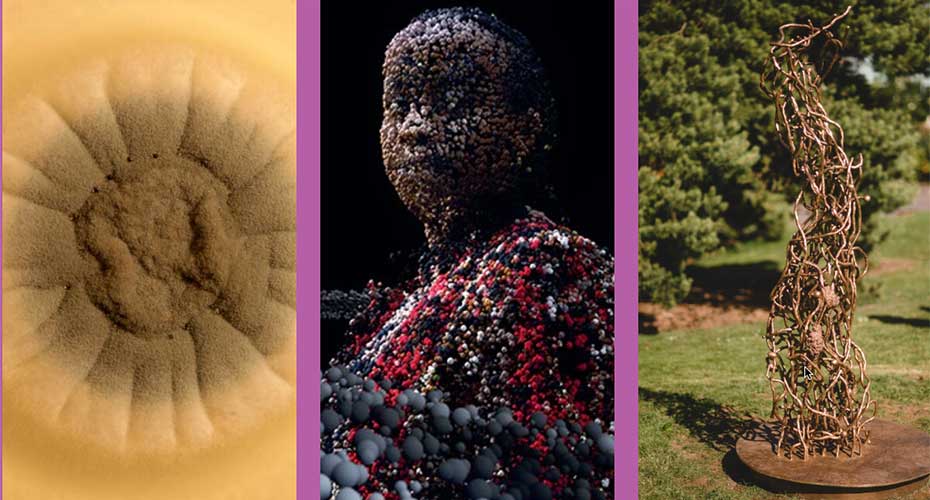 Images made from fungi