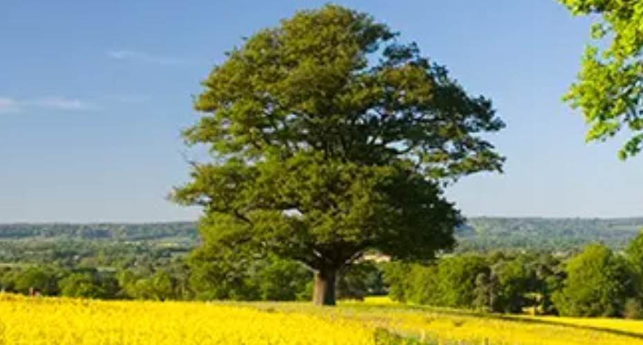 A tree in a field