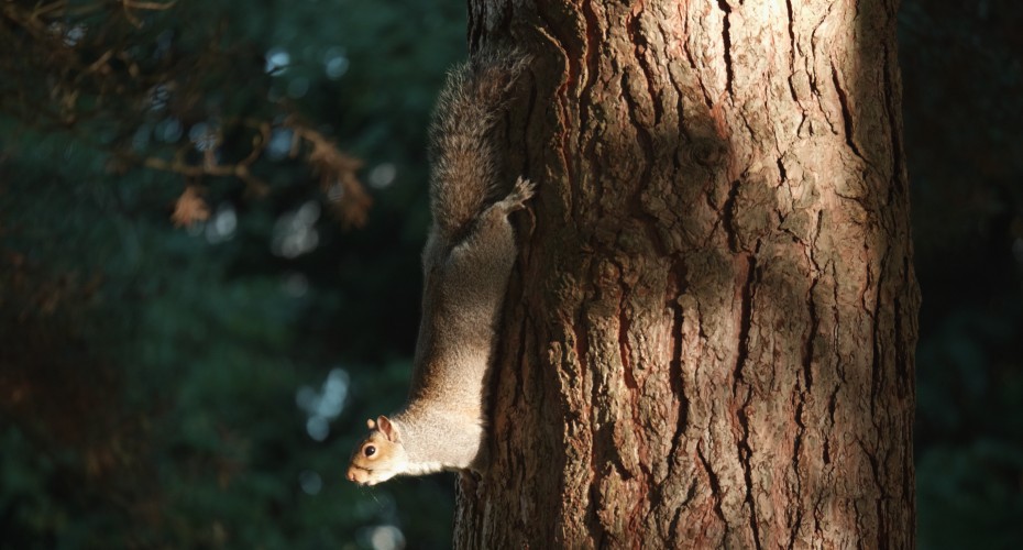 A grey squirrel climbs down a tree trunk