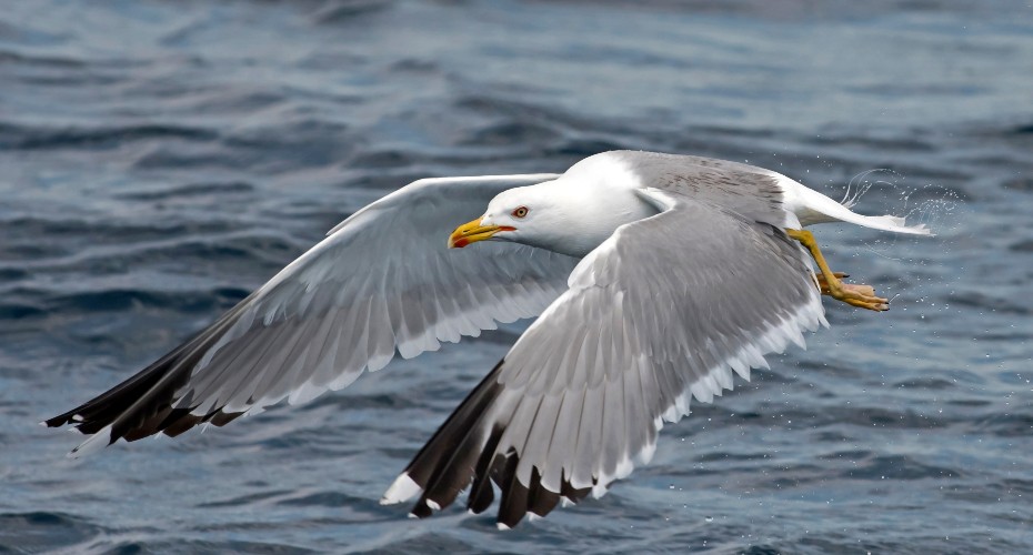 A seagull flying over dark water