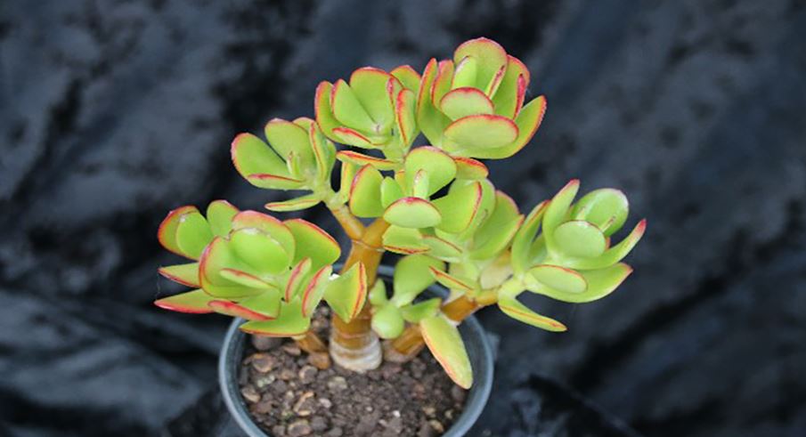Crassula ovata houseplant