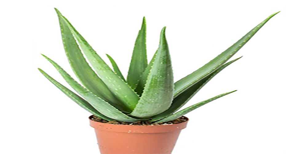 Aloe vera houseplant