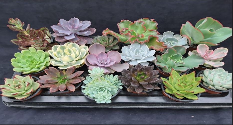 Echeveria houseplant