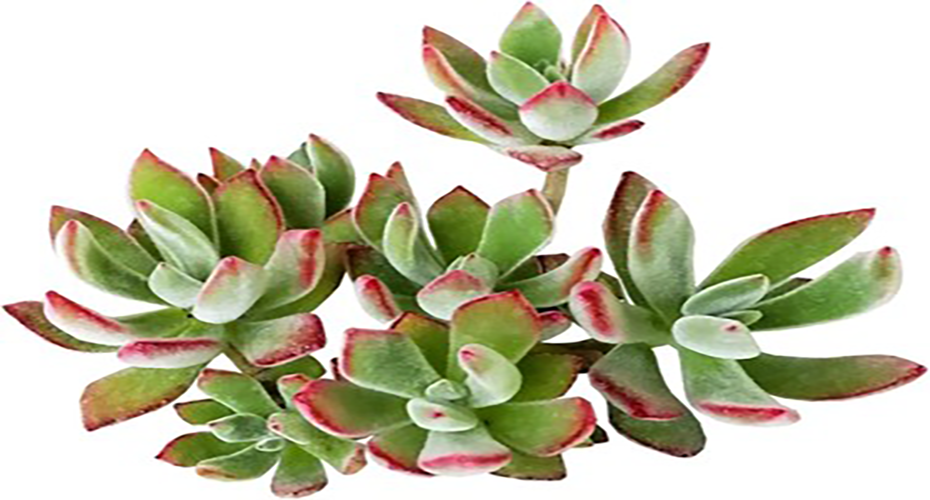 Echeveria harmsii houseplant