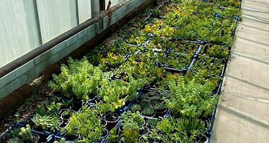 Plants being grown in greenhouse