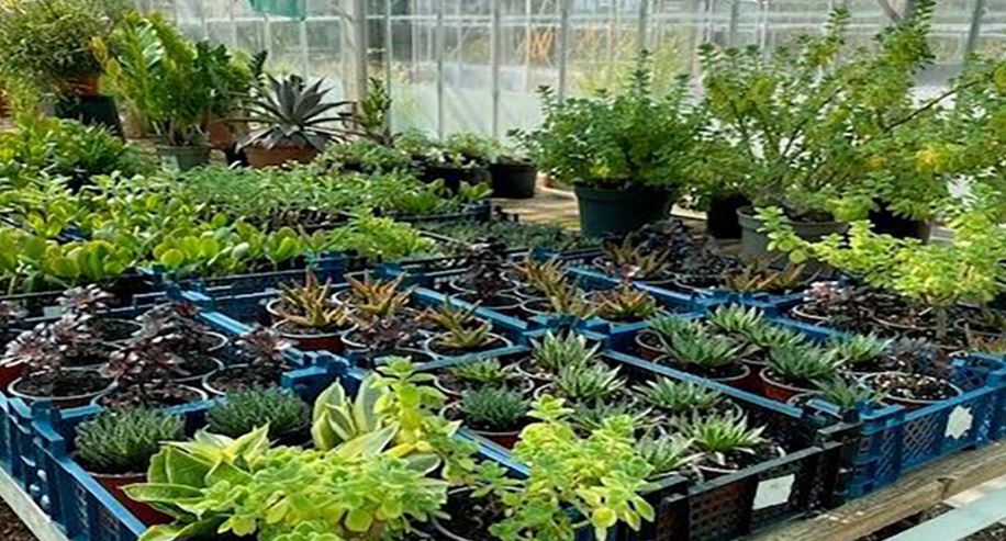 Plants growing in campus nursery