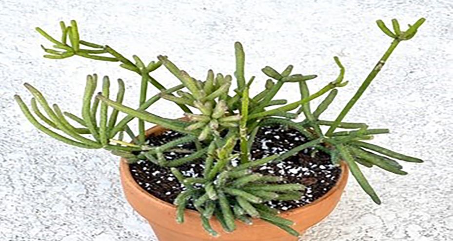 Rhipsalis houseplant