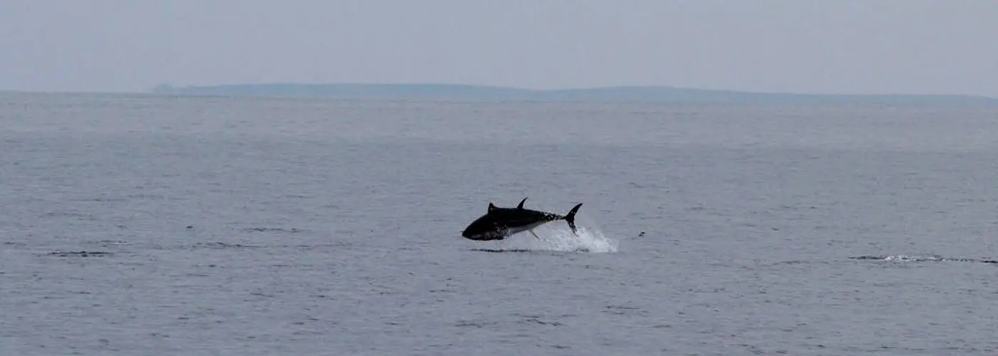 Bluefin tune. Image credit: Tom Horton.