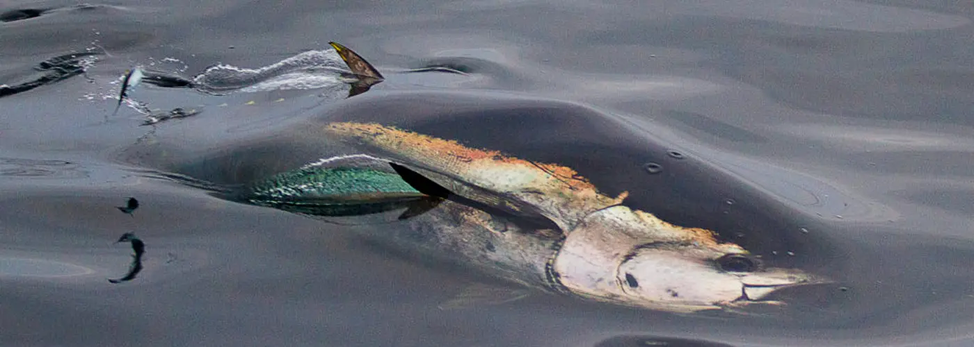 Bluefin tune. Image credit: Tom Horton.