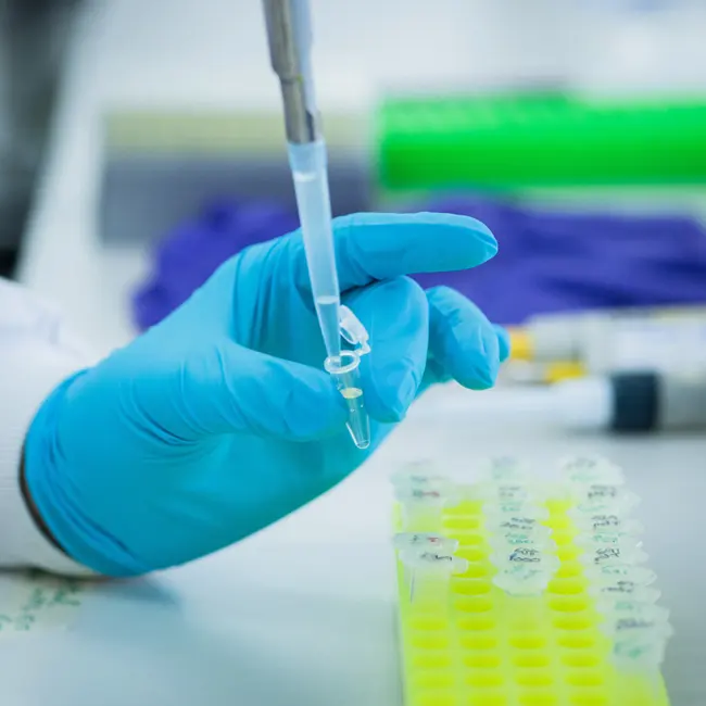 A person wearing blue latext gloves using a pipette in a lab.