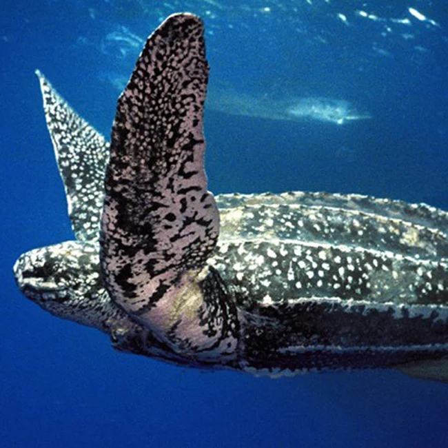 Leatherback turtle swimming in dark blue sea.