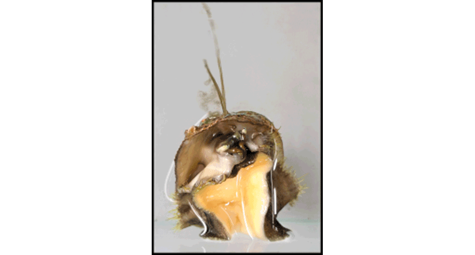 ECR Winner: Spawning Abalone: The Release of New Life, Susanne Vogeler