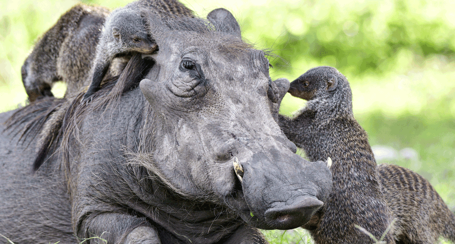 Mongoose climbing on a warthog